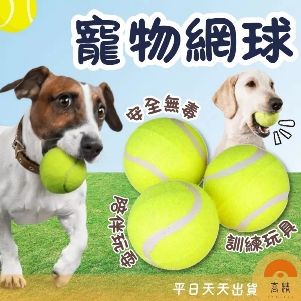 網球 寵物網球 練習